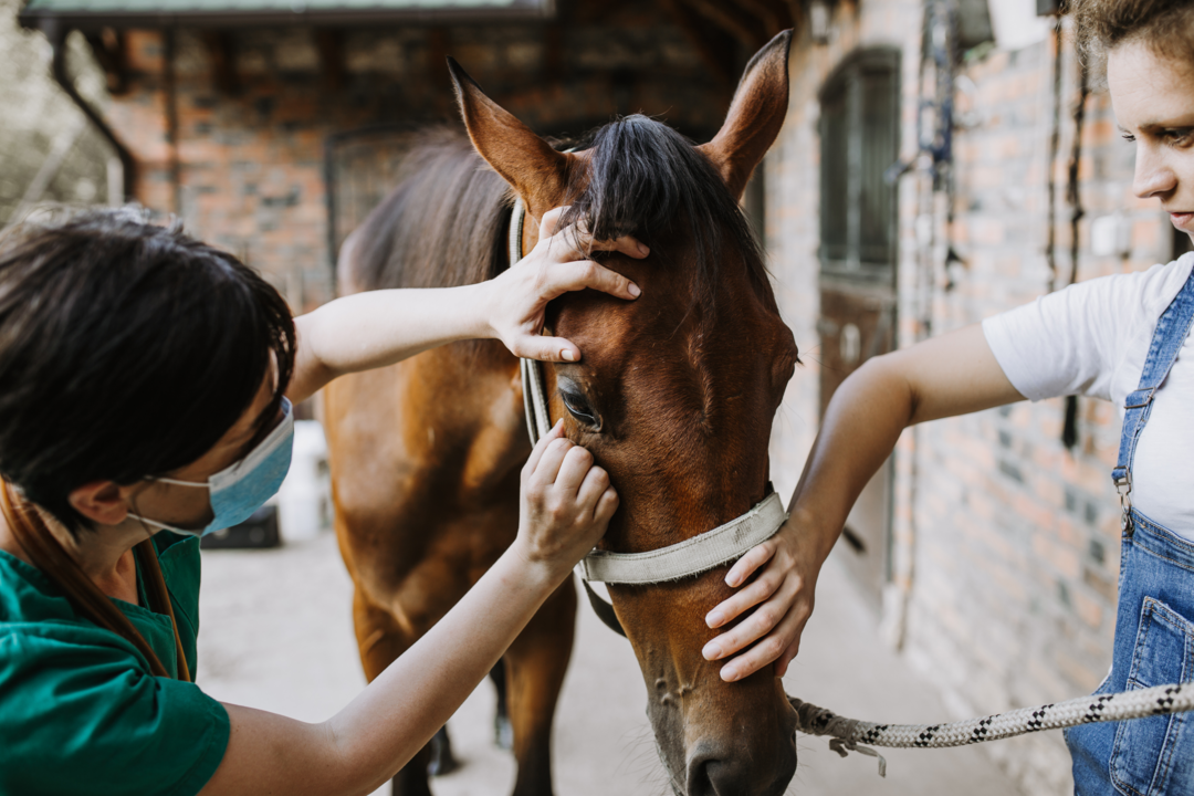 The presentation of the first Russian vaccine against COVID-19 for animals will take place in the SEZ Technopolis Moscow
