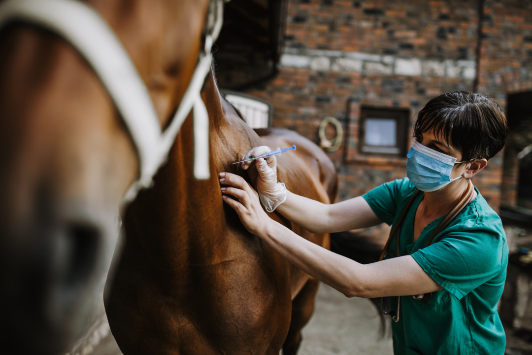 The presentation of the first Russian vaccine against COVID-19 for animals will take place in the SEZ Technopolis Moscow