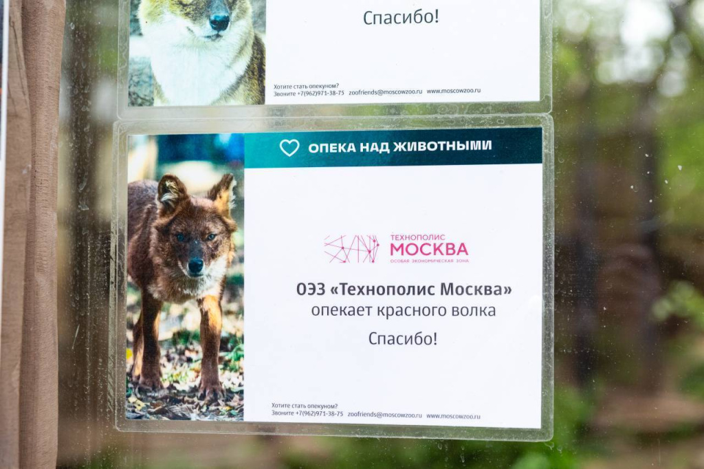 Technopolis Moscow SEZ extended custody of the red Book red wolf from the Moscow Zoo