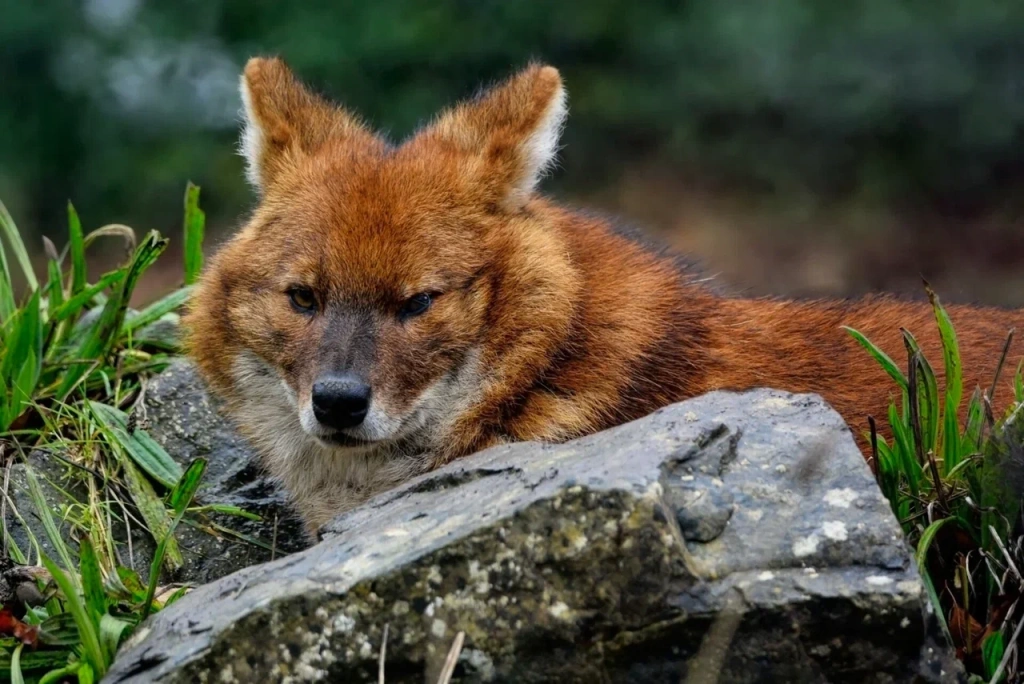 Technopolis Moscow SEZ extended custody of the red Book red wolf from the Moscow Zoo