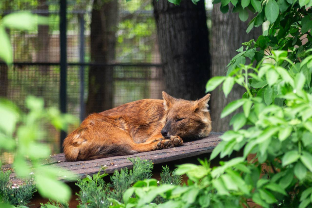 Technopolis Moscow SEZ extended custody of the red Book red wolf from the Moscow Zoo